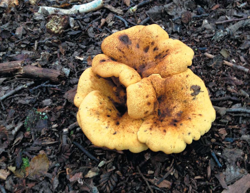 As I reached the top of the hill, I almost stepped on this super cool, yellow mushroom.