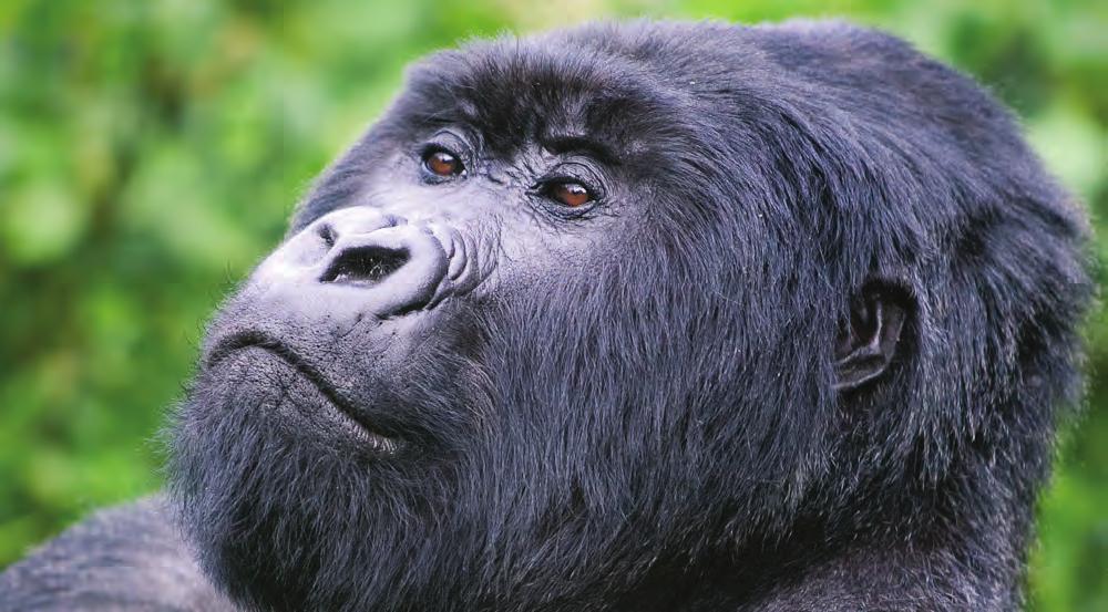 Wildlife of Uganda DAY BY DAY ITINERARY gorilla and chimpanzee safaris 888.658.7102 info@deeperafrica.