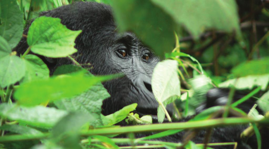 Deeper Uganda DAY BY DAY ITINERARY gorilla and chimpanzee safaris 888.658.7102 info@deeperafrica.