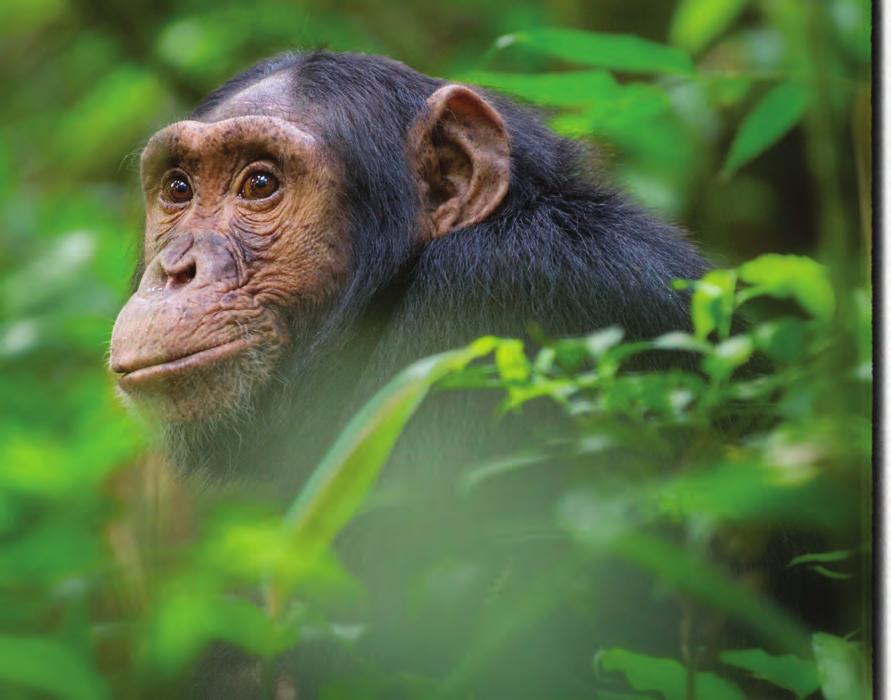 DAY 6 NDALI LODGE KIBALE NATIONAL PARK Chimps of Uganda Uganda is home to over 5,000 chimpanzees, making it one of the most important countries in Africa for conservation of these captivating