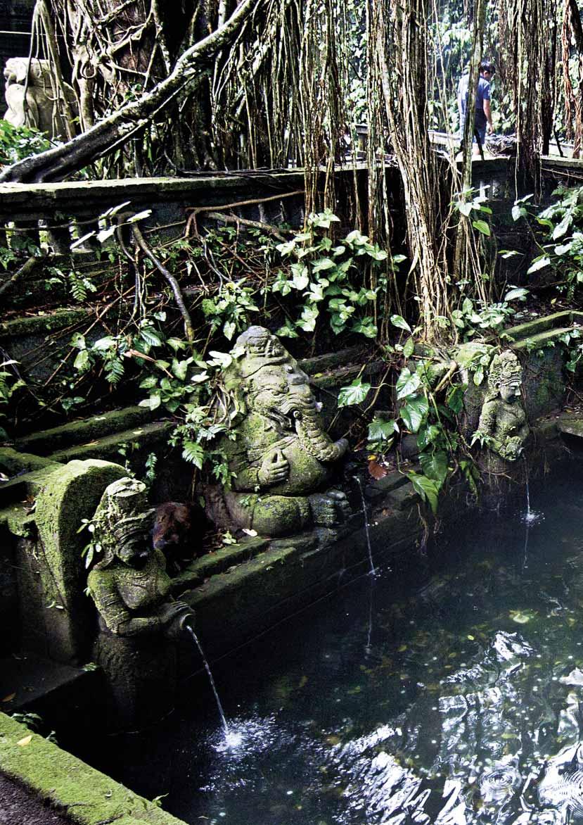 WHERE TO GO Monkey Forest Ubud Enchanting Forest Ubud is a major tourism destination in Bali.