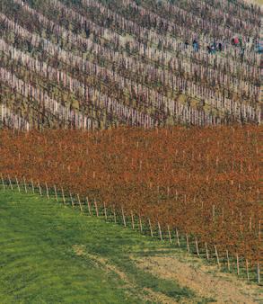 Хоће ли држава штитити српске винаре од превеликог увоза страних вина и како?