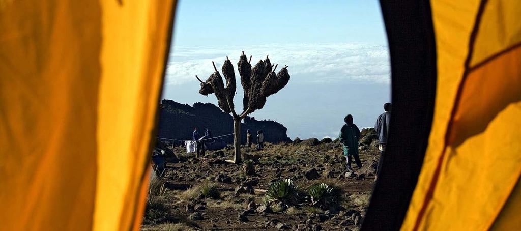 Kilimanjaro Climb & Safari 2011 International Mountain Guides Since organizing our first Kilimanjaro (19,340'/5896m) expedition in 1989, every one of our more than 150 Kili teams has had a high