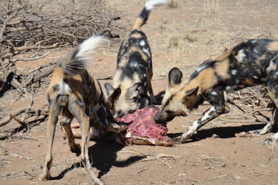 Animals Rule at Naankuse Food Prep job also included preparing and feeding the carnivores too, which included wild dogs,