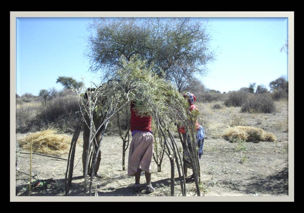 San Bushman move to N/a an kuse The San Bushman are building their house in the using a Camphor Bush and will weave