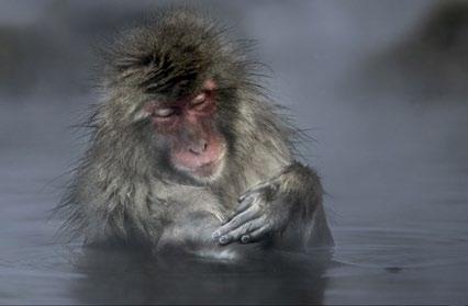 Eurasia Snow monkey in the hot