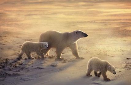 Americas Polar Bear mother with