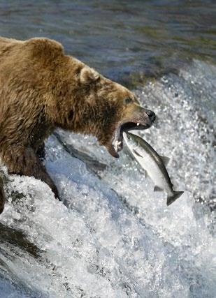 PW-3000 Brown Bear catching salmon,