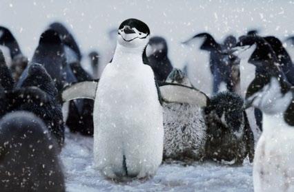 Antarctica Chinstrap penguins,