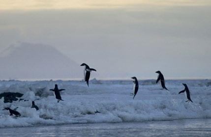 PW-3145 Adelie penguins flying out of the water onto