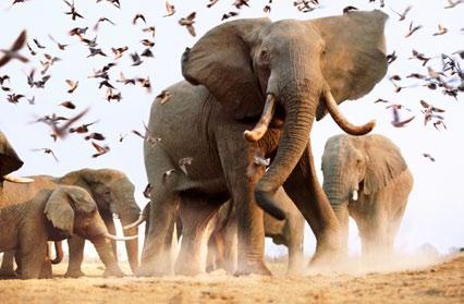 Africa African elephants
