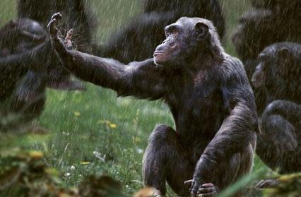 Africa Orphan chimpanzees,