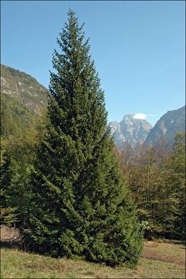 navadna smreka (Picea abies) Iz smreke pa tudi drugih vrst iglavcev (bora, jelke in macesna) pridobivamo