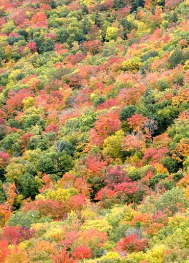 SAVING OUR NATURAL LEGACY: THE FUTURE OF AMERICA S LAST ROADLESS FORESTS bulwarks against the spread of nonnative invasive plant species.