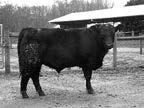 Yearling Bulls 14 Ashford of Wye UMF 10505 Calved: 01/24/14 Tattoo: 10505 Reg: 18030291 Yearling Bull +1.3.36 +13.27 +8.20 15 +10.20 53.