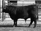 Yearling Bulls 17 Cobar of Wye UMF 10512 Calved: 01/29/14 Tattoo: 10512 Reg: 18028137+ Yearling Bull +.1.36-1.27 +5.22-4 +1.21 62.