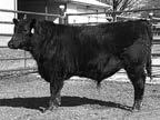 Yearling Bulls 20 Byrus of Wye UMF 10518 Calved: 01/31/14 Tattoo: 10518 Reg: 18030541 Yearling Bull -1.3.34 +1.23 +9.15 9-5.14 59.