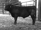 Buronga also ranks in the top one third on all carcass ultrasound traits measured by Tallgrass Beef. + Embryo Transplant # Pathfinder 10 REA REA/CWT RES IMF BF TENDER STRESS 12.12 1.29 0.51 4.27 0.