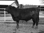 Yearling Bulls 26 Quaker of Wye UMF 10537 Calved: 02/03/14 Tattoo: 10537 Reg: 18028145 Yearling Bull -.4.37 +22.27 +13.20 24 +28.20 37.