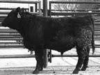 Quaker is Bear son out of a high performing Cedric daughter, 9420. Quaker also had the second highest % IMF at 5.54.