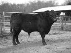 Yearling Bulls 32 Mentone of Wye UMF 10560 Calved: 02/12/14 Tattoo: 10560 Reg: 18028151 Yearling Bull +1.1.31 +25.23 +1.14 13 +41.18 47.
