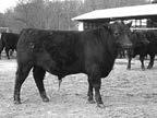 He is a Brassard out of a Bartor out of a Briar. All these bulls excelled at growth as exhibited by his weaning ratio of 111 and yearling ratio of 115.