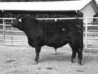 Yearling Bulls 38 Babson of Wye UMF 10593 Calved: 02/21/14 Tattoo: 10593 Reg: 18028159 Yearling Bull +.2.35 +17.25 +13.12 21 +21.16 41.
