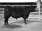 Pathfinder 16 REA REA/CWT RES IMF BF TENDER STRESS 11.93 1.20 0.53 5.68 0.47 26 10 Babson is a Quon son out of our best Faxton daughter 9331.