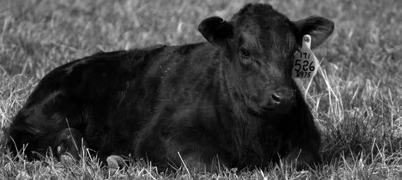 Welcome Dear Friends of the College s Wye Angus Program, We are looking forward to the 37 th annual Wye Angus Sale on Saturday, April 4, 2015, beginning at noon at the Maryland Agricultural