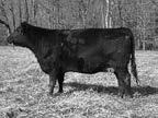 9821 is a moderate sized Cedric daughter with an excellent production record. Her 2015 calf is sired by Crew of Wye UMF 10275.