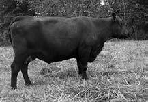 Wye Ariane of Wye Leonid of WYE # Alexina of Wye UMF 6749 # Bellevue of Wye UMF 5875 Copeland of Wye UMF 6378 # Andelot of Wye Andelot weaned at 583 lbs. and had a yearling weight of 1207 lbs.