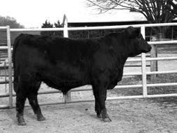 2015 Recip: 10087 - Lonestar X 7546 (MGS Angwin) Bull Pregnancy Due Sept.