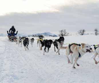 You can also have fun while dog sledging, hiking and learning about Norway s fascinating polar history.