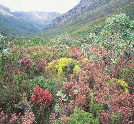 The CAPE partnership is working to increase the area of fynbos that is being protected and well managed, by expanding formal protected areas and signing stewardship agreements with private landowners.