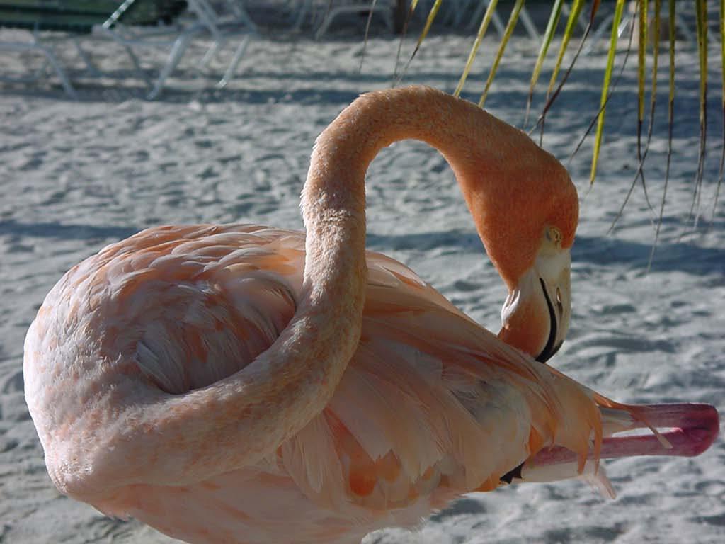 Why do flamingoes