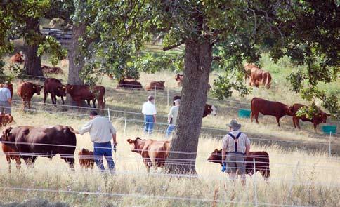 Teddy Gentry, SPGCA president and founder of the South Poll breed welcomed the group to the farm located in the Ozarks foothills and explained how and why he formed the breed.