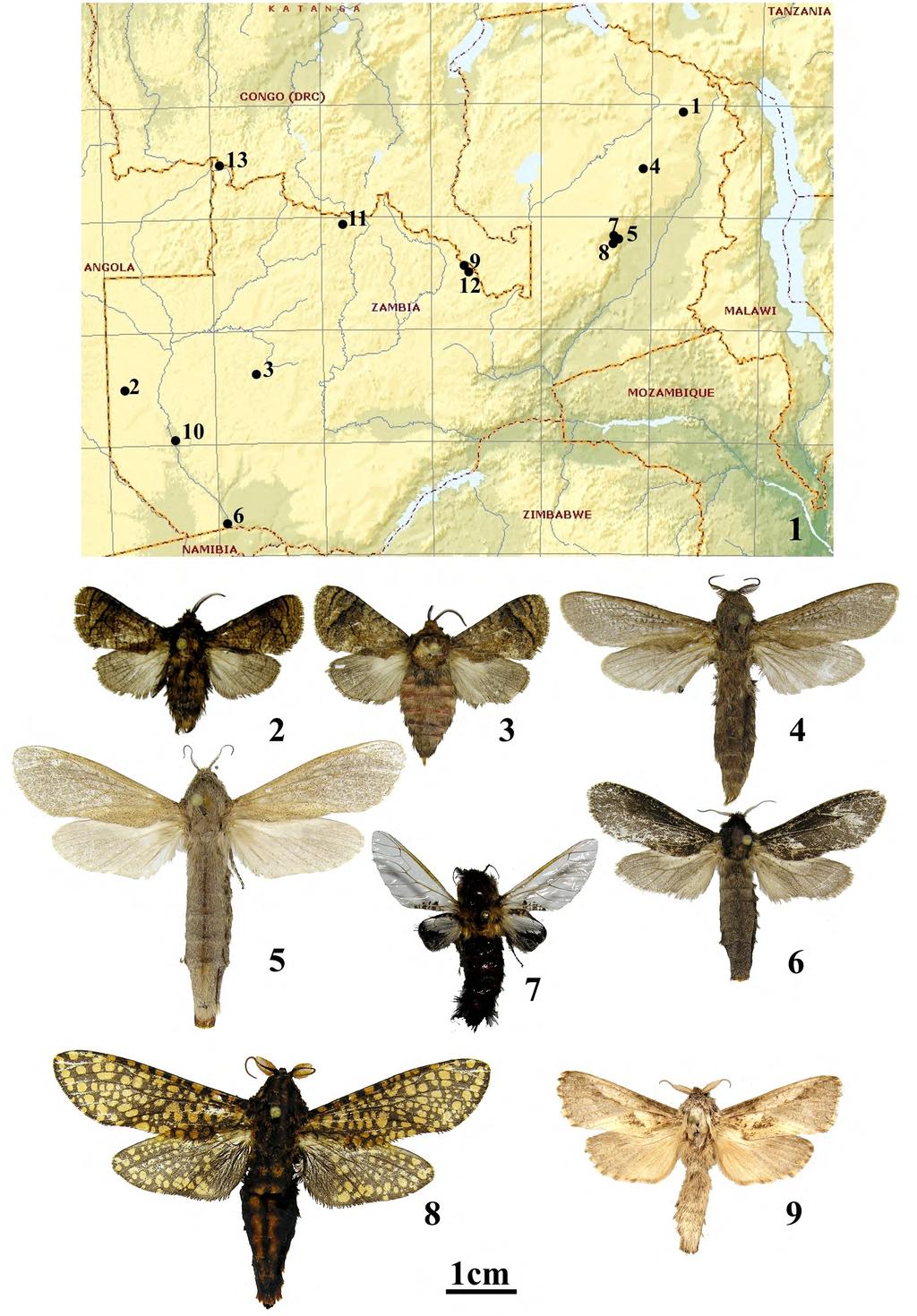 Yakovlev Cossidae (Lepidoptera) of Zambia Figures 1 9: 1, map of Zambia with collecting localities. 2 3, Gumilevia minettii Yakovlev, 2011, adults: 2) male, Zambia (RYB); 3) female, Zambia (RYB).