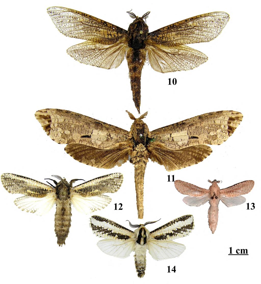 Yakovlev Cossidae (Lepidoptera) of Zambia Figures 10 14: 10, Strigocossus capensis (Walker, 1856), adult, male, Zambia (RYB). 11, Strigocossus crassus (Drury, 1782), adult, male, Zambia (RYB).