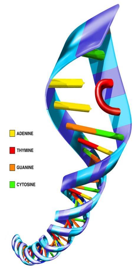 Effects of UV irradiation on DNA