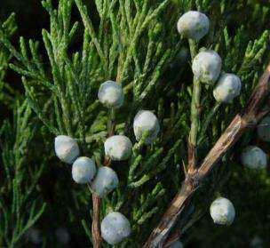 vegetates: woody species: tree (Abies alba), spruce (Picea
