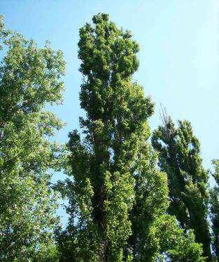 Betula verrucosa Populus nigra Fig. 7. Arboric wood species Fig.