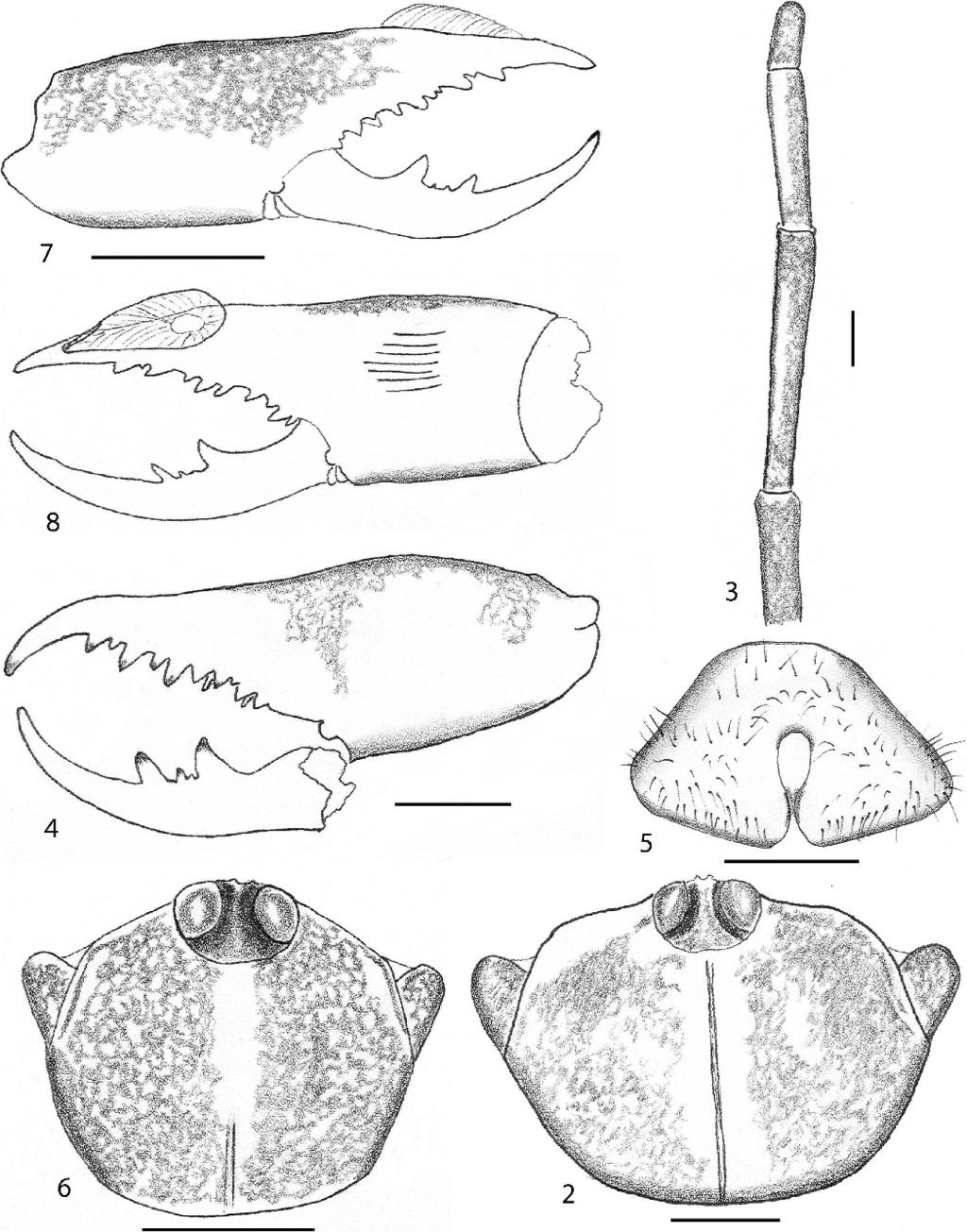 CATENAZZI ET AL. COASTAL PERUVIAN SOLIFUGES 153 Figures 2 8. Chinchippus peruvianus. 2 5. Female holotype, Peru: Ica: Islas Chinchas, 26 October 1919, R. C. Murphy (MCZ 519): 2.