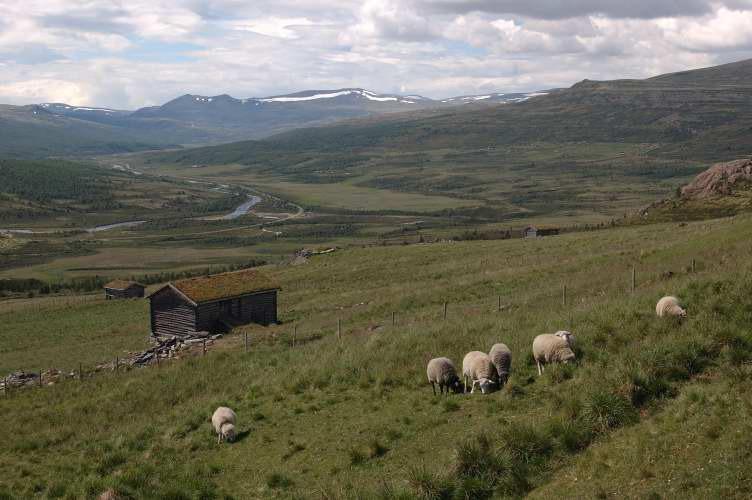 Commercial activities in Norwegian national parks some examples Primary industries: grazing (sheep and reindeer) Limited