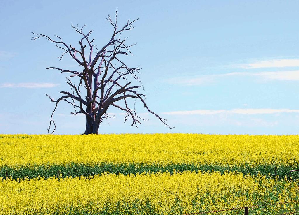 Dead tree Planted canola on the road to Boorowa. Photograph: Shelley Harper, Amaroo ACT.