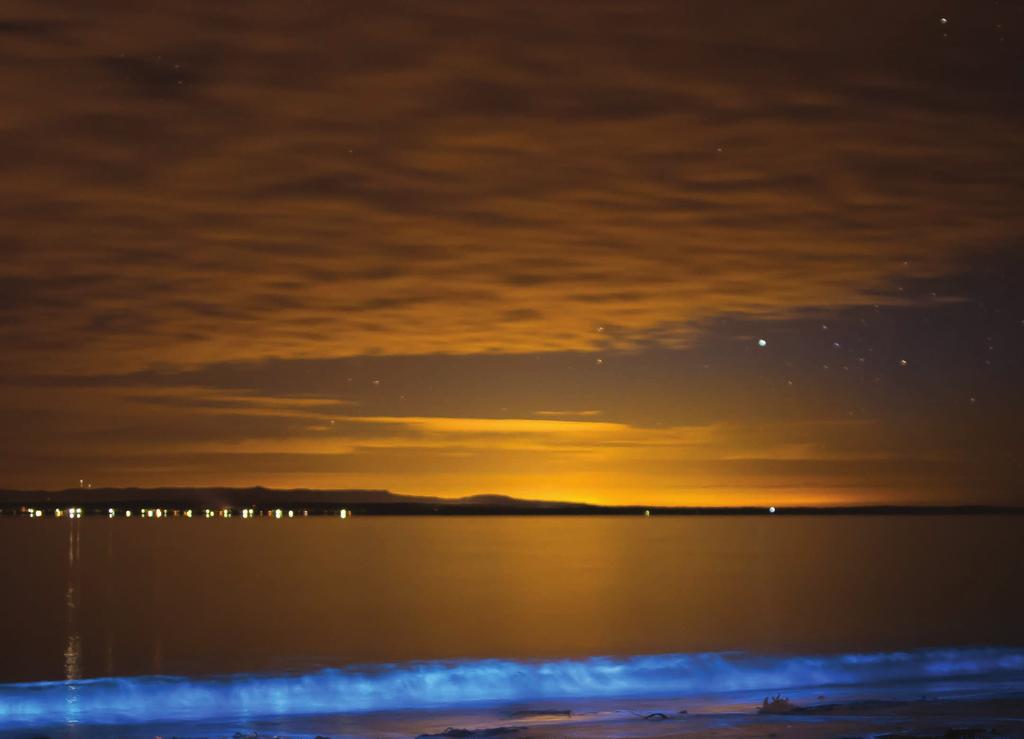 Rare bioluminescent algae lights up waters of Jervis Bay NSW.