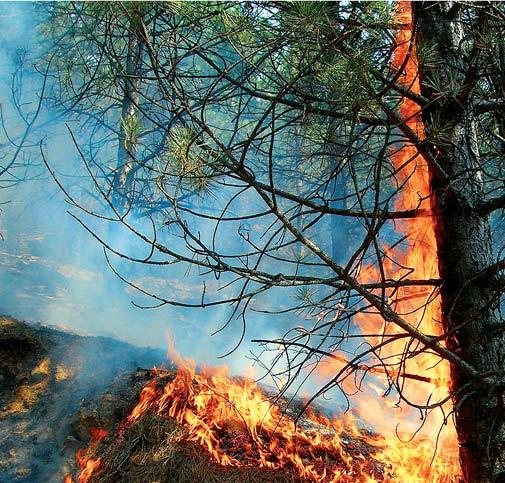 Сертификација шума следећи корак Превентива најбоља заштита Јавно предузеће Србијашуме је и ове године предузело низ превентивних противпожарних мера у циљу заштите шума и заштићених природних