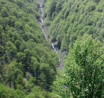 Највећа шумовитост је у општинама Кладово (37%) и Бор (36%), а најмања у општинама Зајечар (22%) и Неготин (20%). Укупна површина шума и шумског земљишта којим газдују Тимочке шуме износи 82.