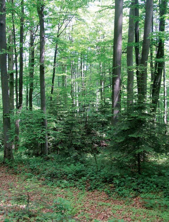 ха годишње, а у приватним за 1,6 м 3 /ха годишње. Густина шума изражена бројем стабала по хектару је знатно већа у приватним шумама и износи 1010 ком.