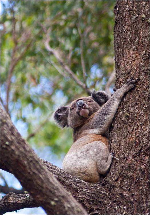 (i.e. signs of koala activity are widespread, koalas are occasionally observed, but transects fail to locate any