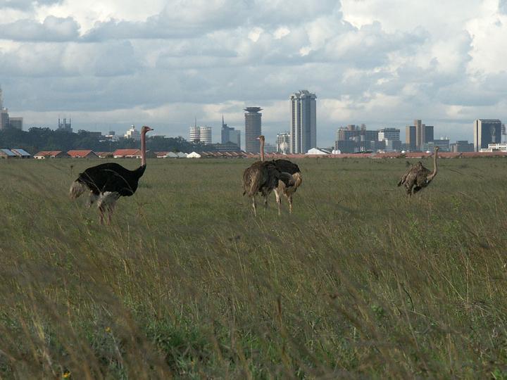 Half-Day Excursions in Nairobi For Reservations, Please Contact Carol Linnet: Email carol@classicsafaris.co.ke or Phone number. +254 722722764 Classic Safaris Limited P.
